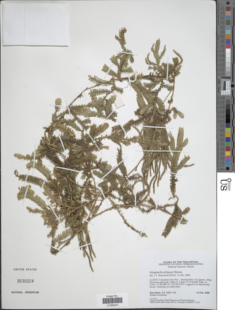 Selaginella alligans photo 6
