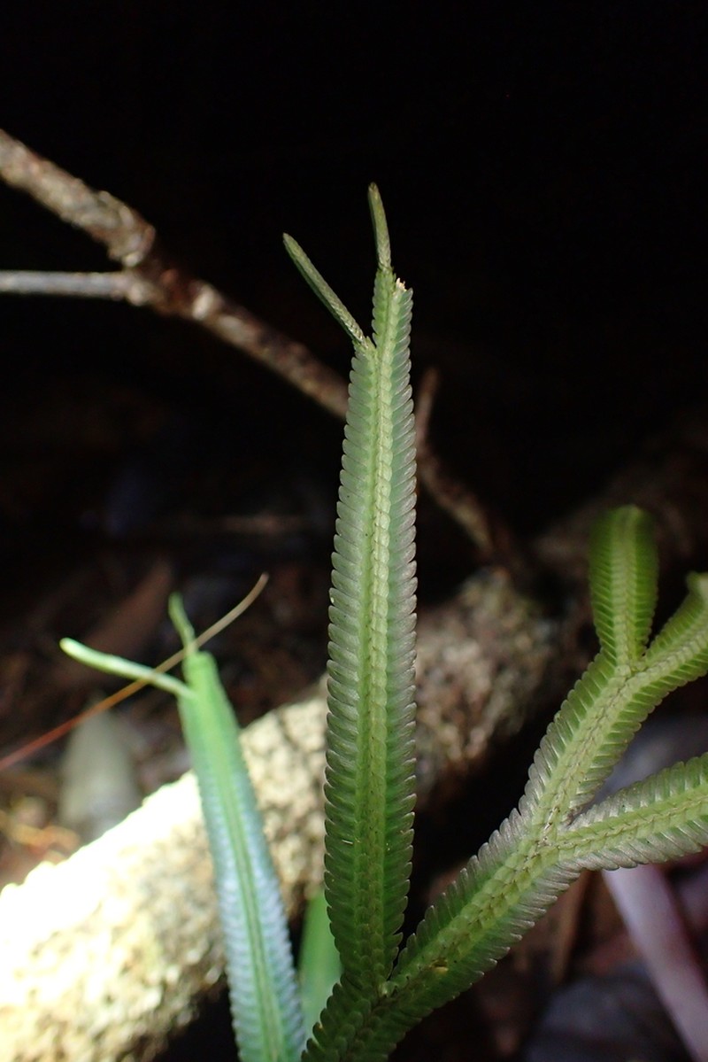 Selaginella alopecuroides