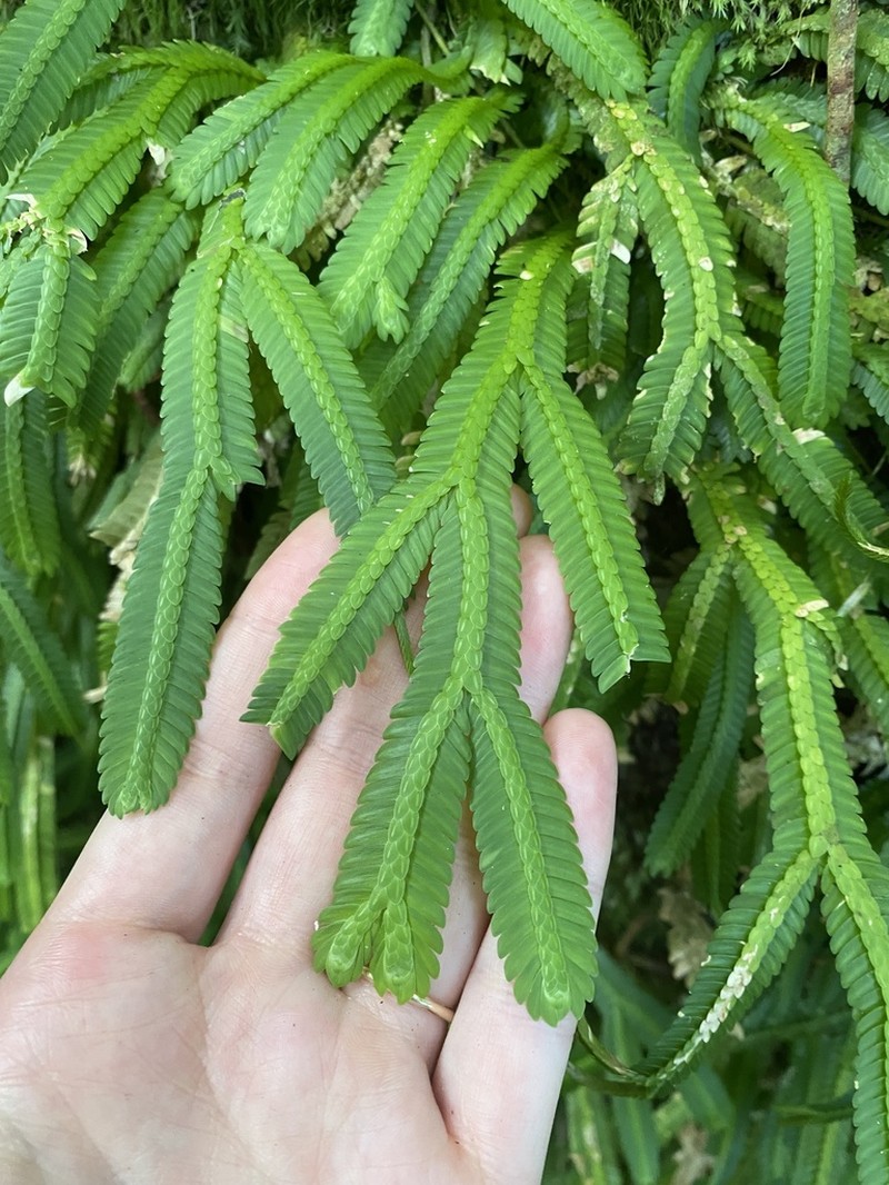 Selaginella alopecuroides photo 2