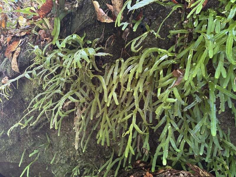 Selaginella alopecuroides photo 3