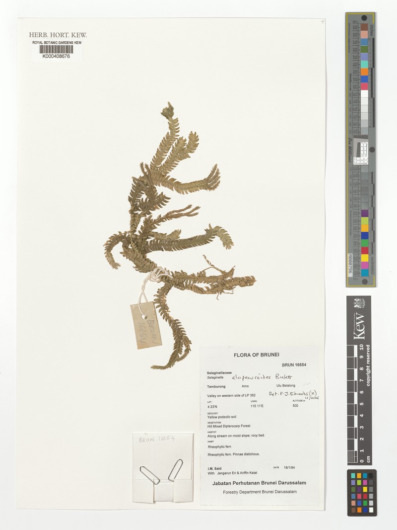 Selaginella alopecuroides photo 5