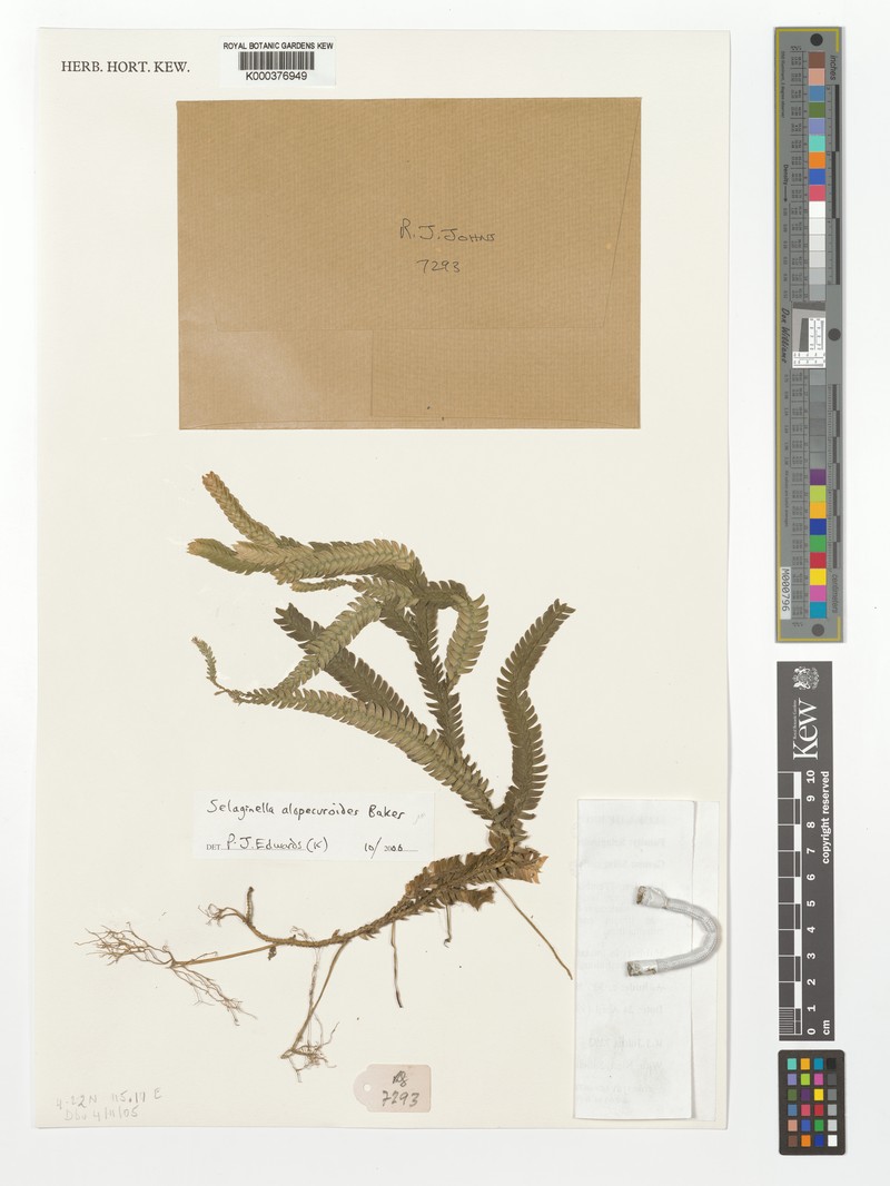 Selaginella alopecuroides photo 6