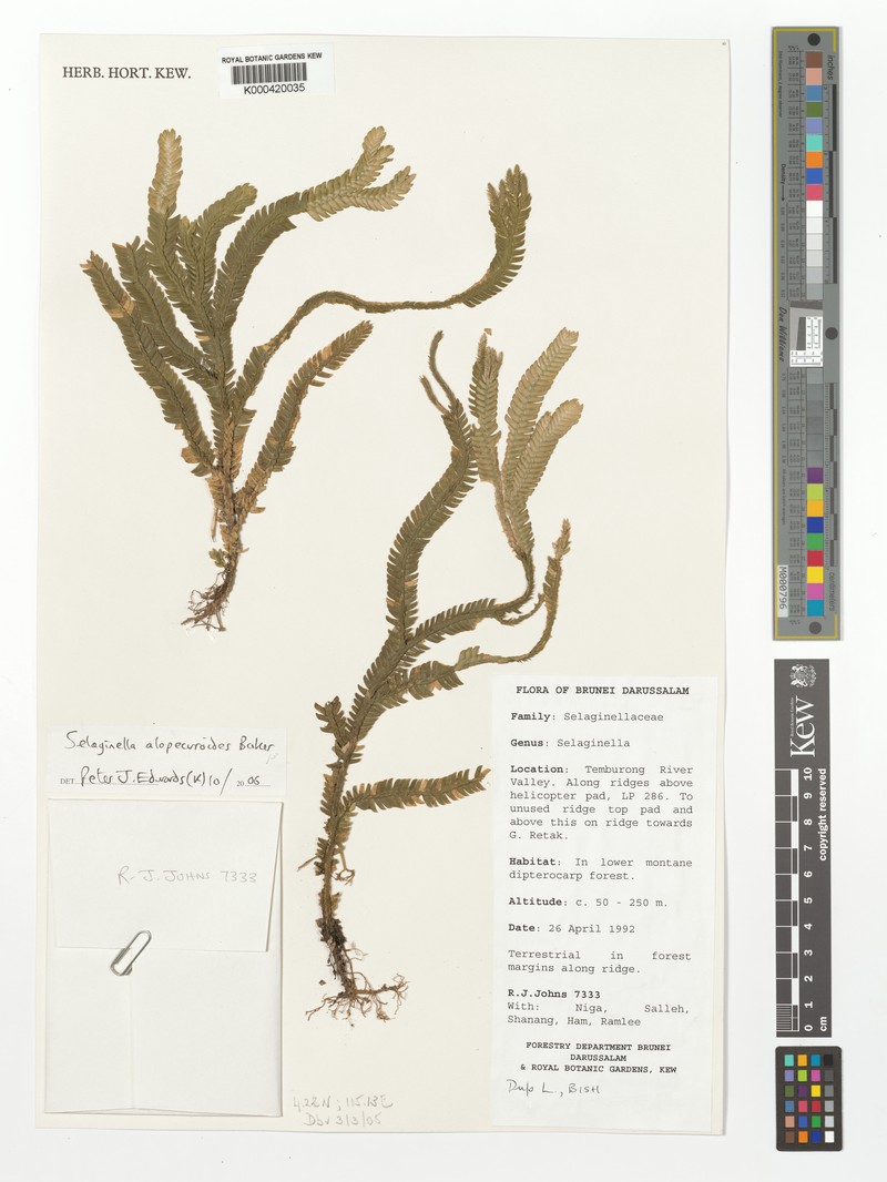 Selaginella alopecuroides photo 7