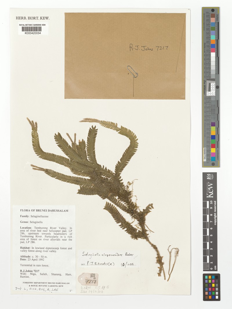 Selaginella alopecuroides photo 8