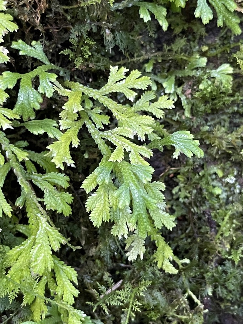 Selaginella altheae