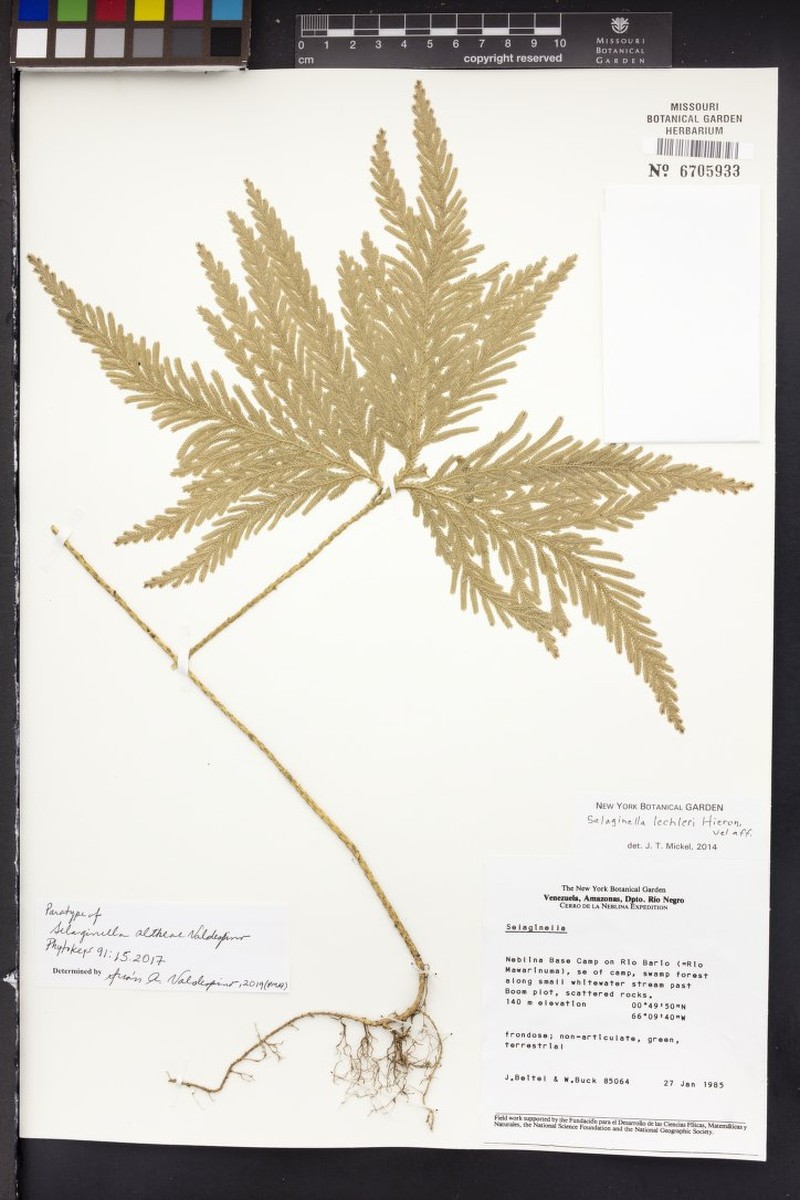 Selaginella altheae photo 2