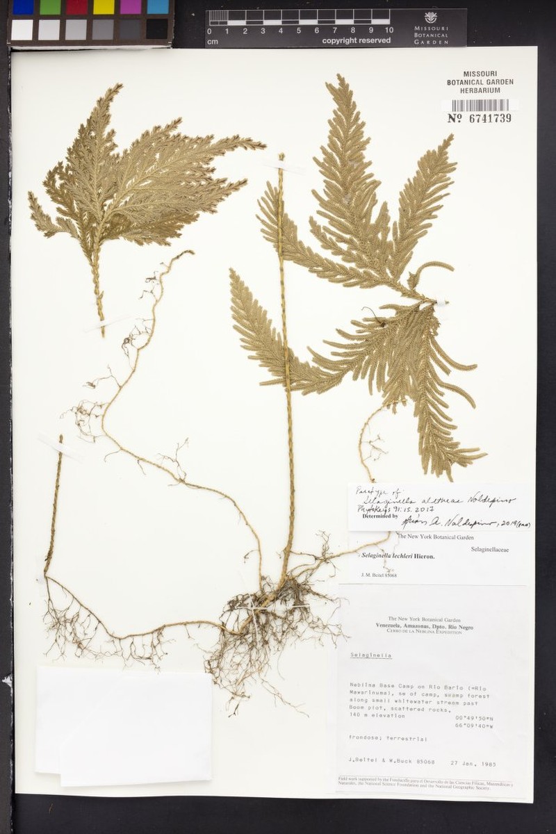Selaginella altheae photo 3