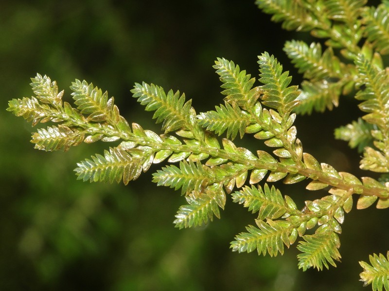 Selaginella alutacea