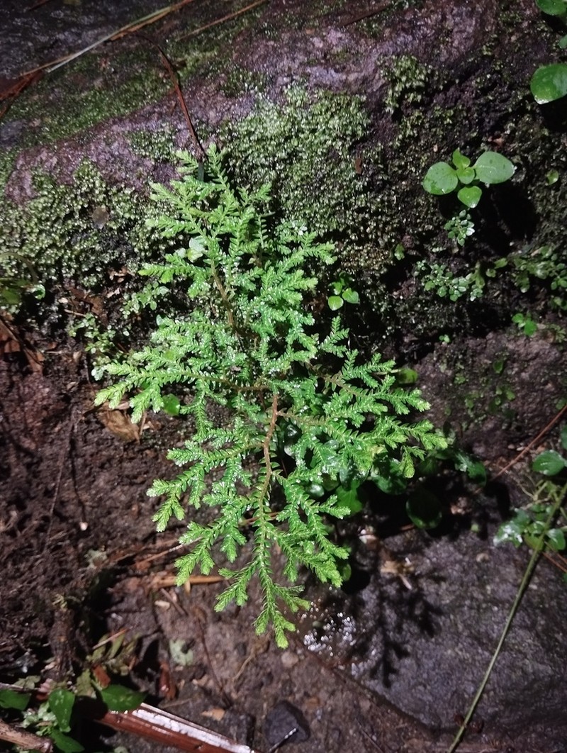 Selaginella alutacea photo 2