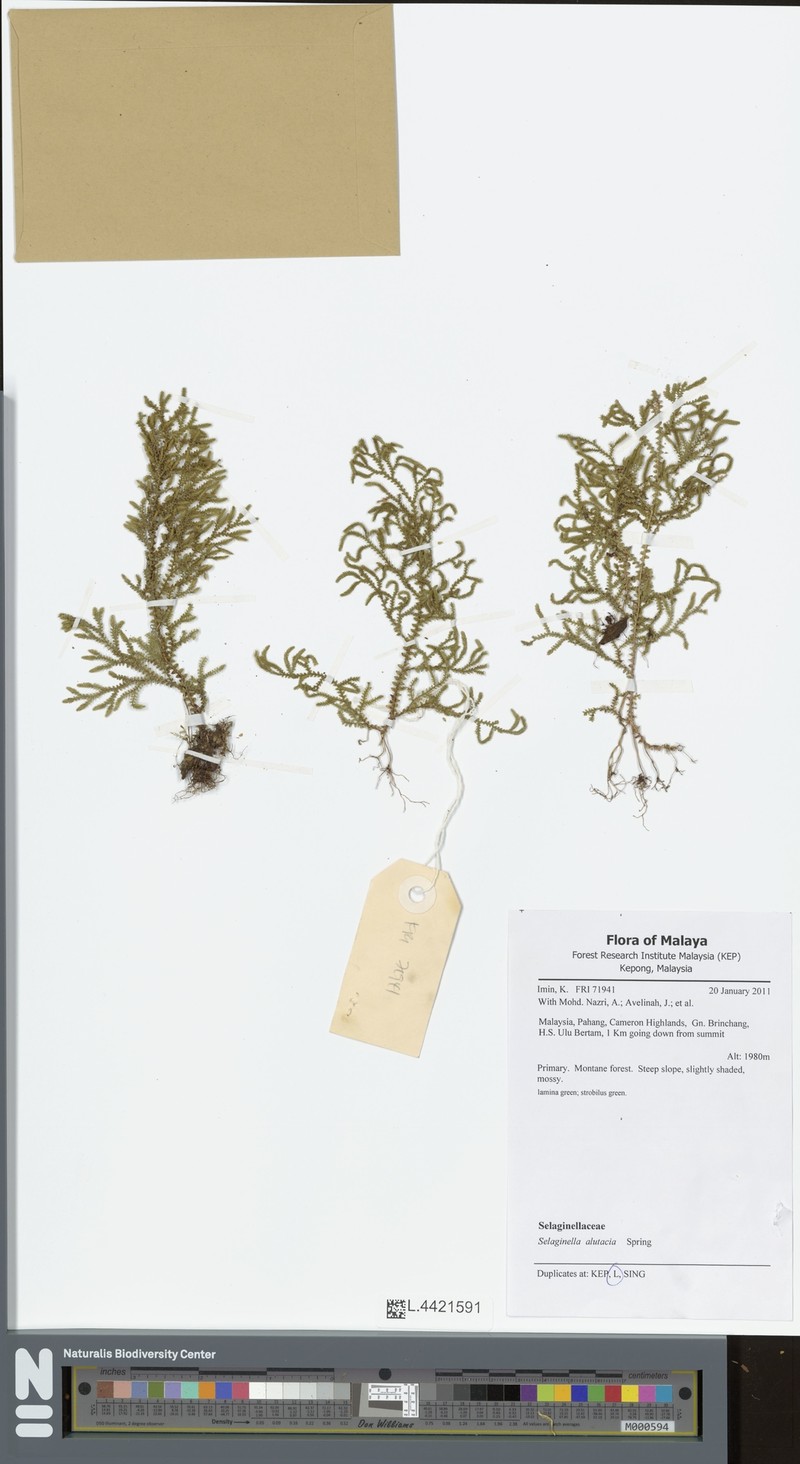 Selaginella alutacea photo 3