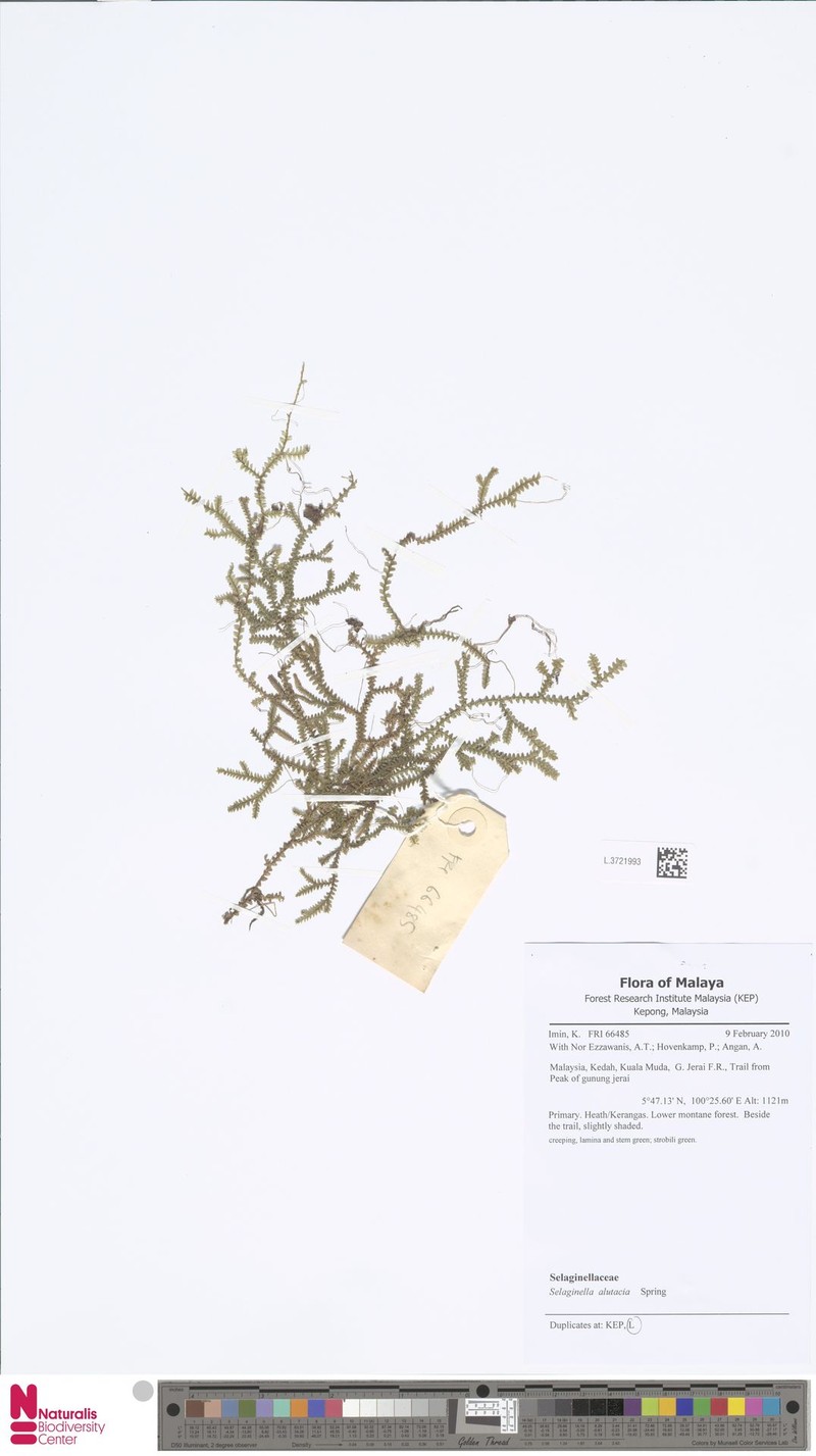 Selaginella alutacea photo 4