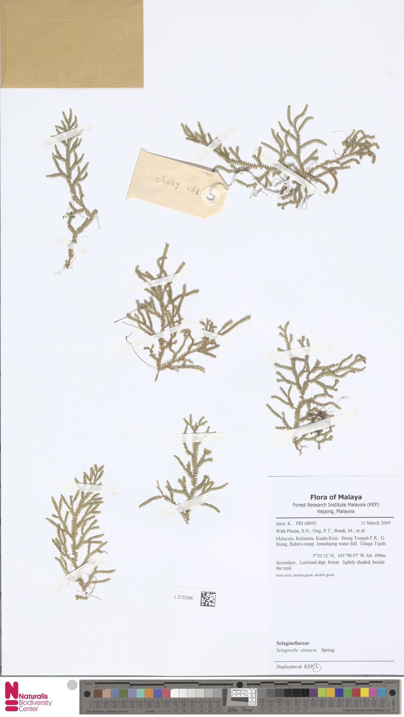 Selaginella alutacea photo 5