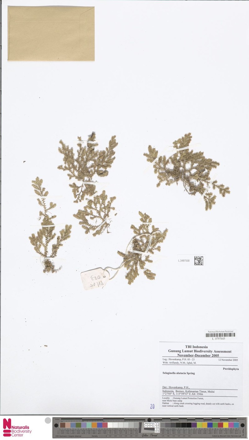 Selaginella alutacea photo 6