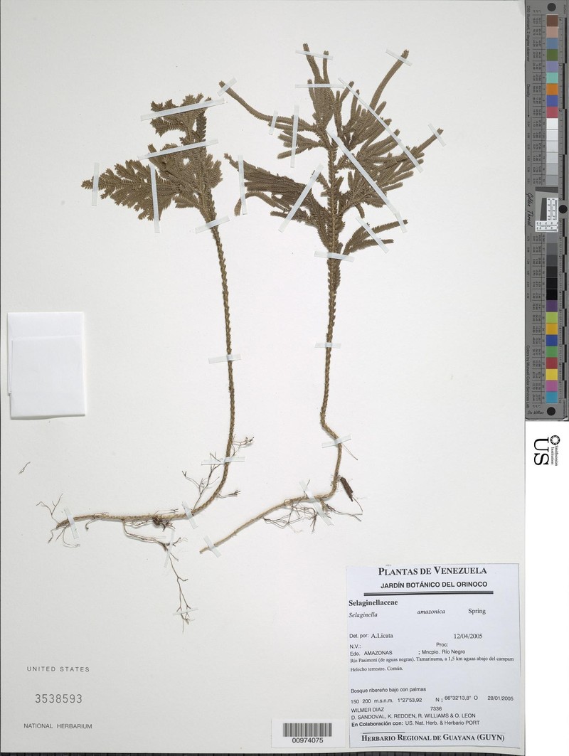 Selaginella amazonica