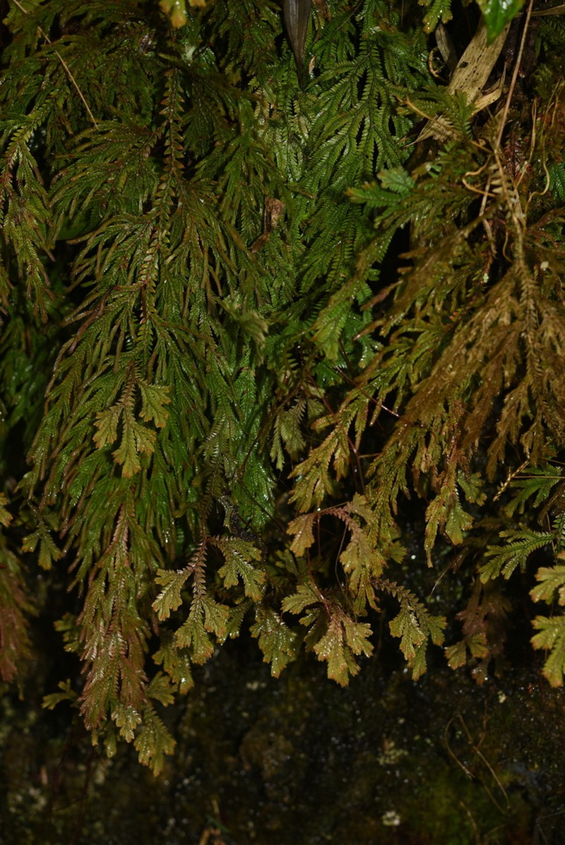 Selaginella amblyphylla