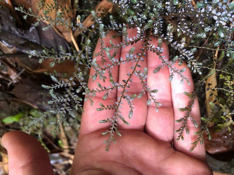 Selaginella amblyphylla photo 2