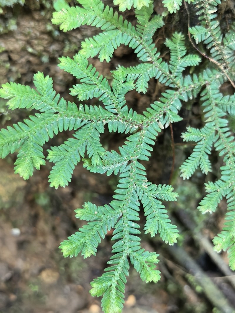 Selaginella amblyphylla photo 3
