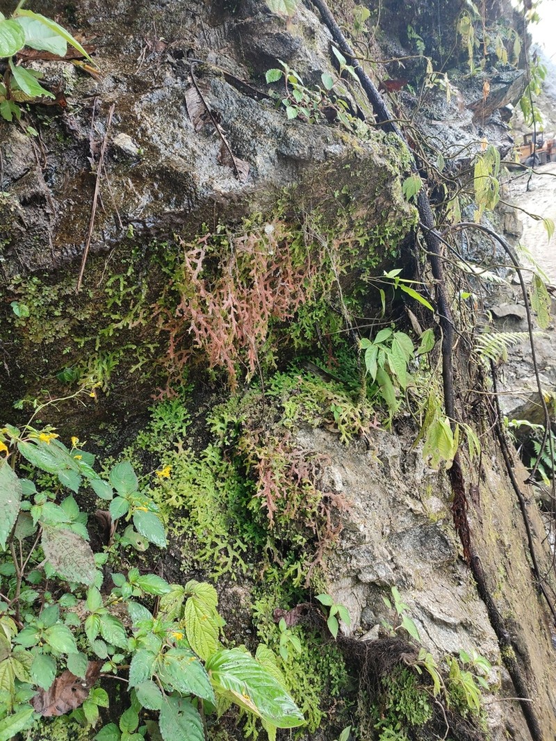 Selaginella amblyphylla photo 4