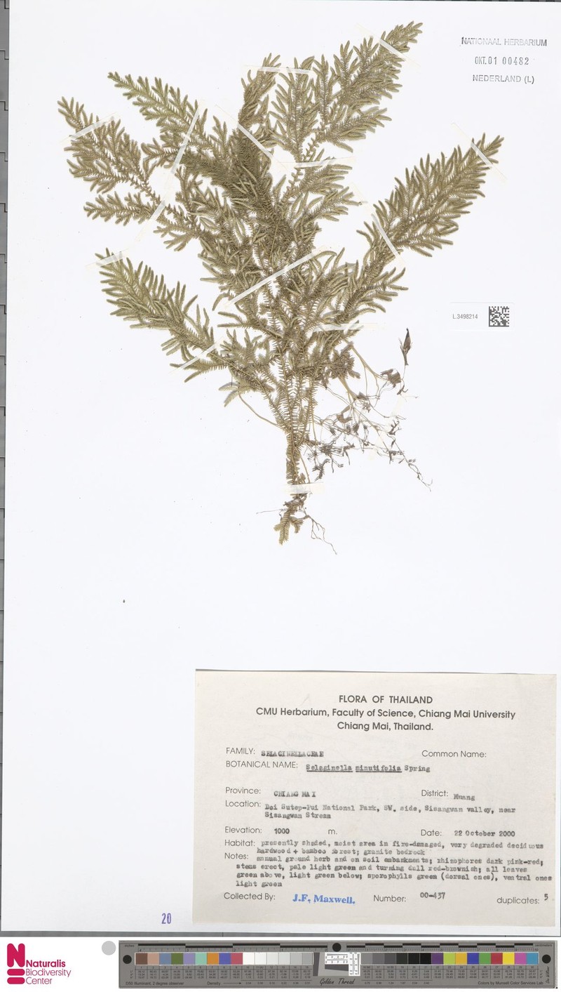 Selaginella amblyphylla photo 5