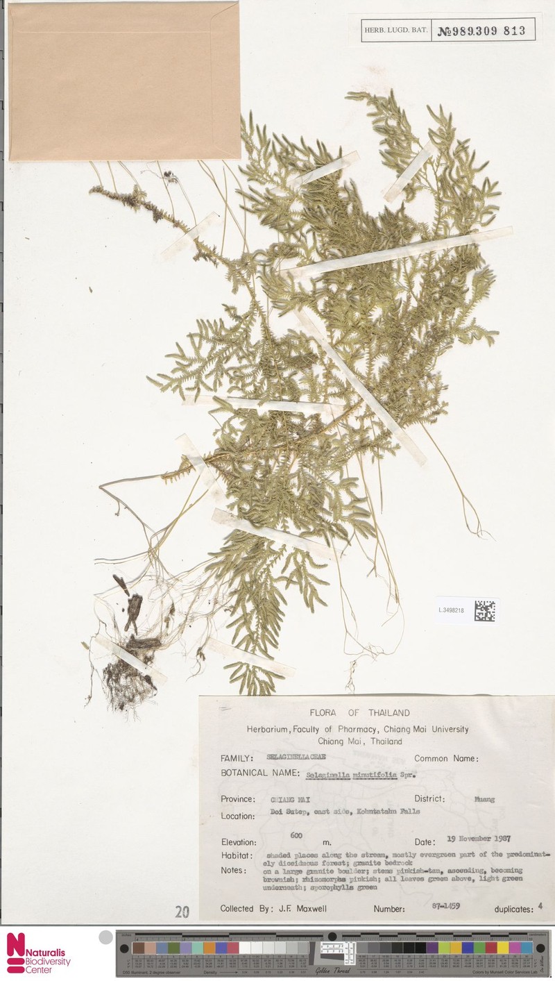 Selaginella amblyphylla photo 6