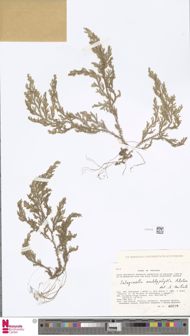 Selaginella amblyphylla photo 7