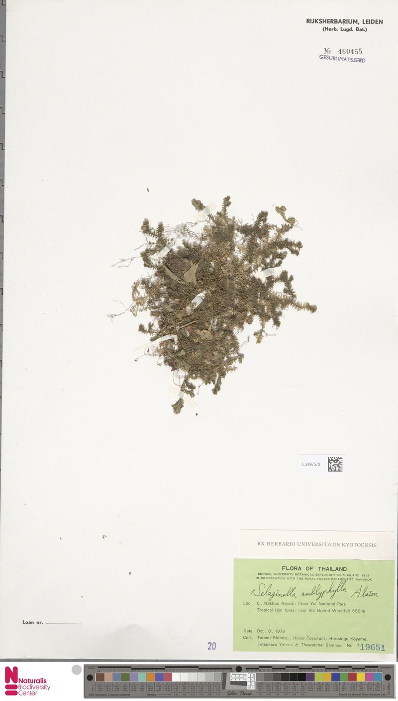 Selaginella amblyphylla photo 8