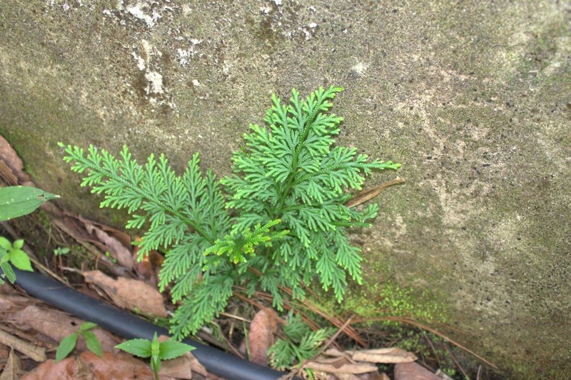 Selaginella amoena photo 2
