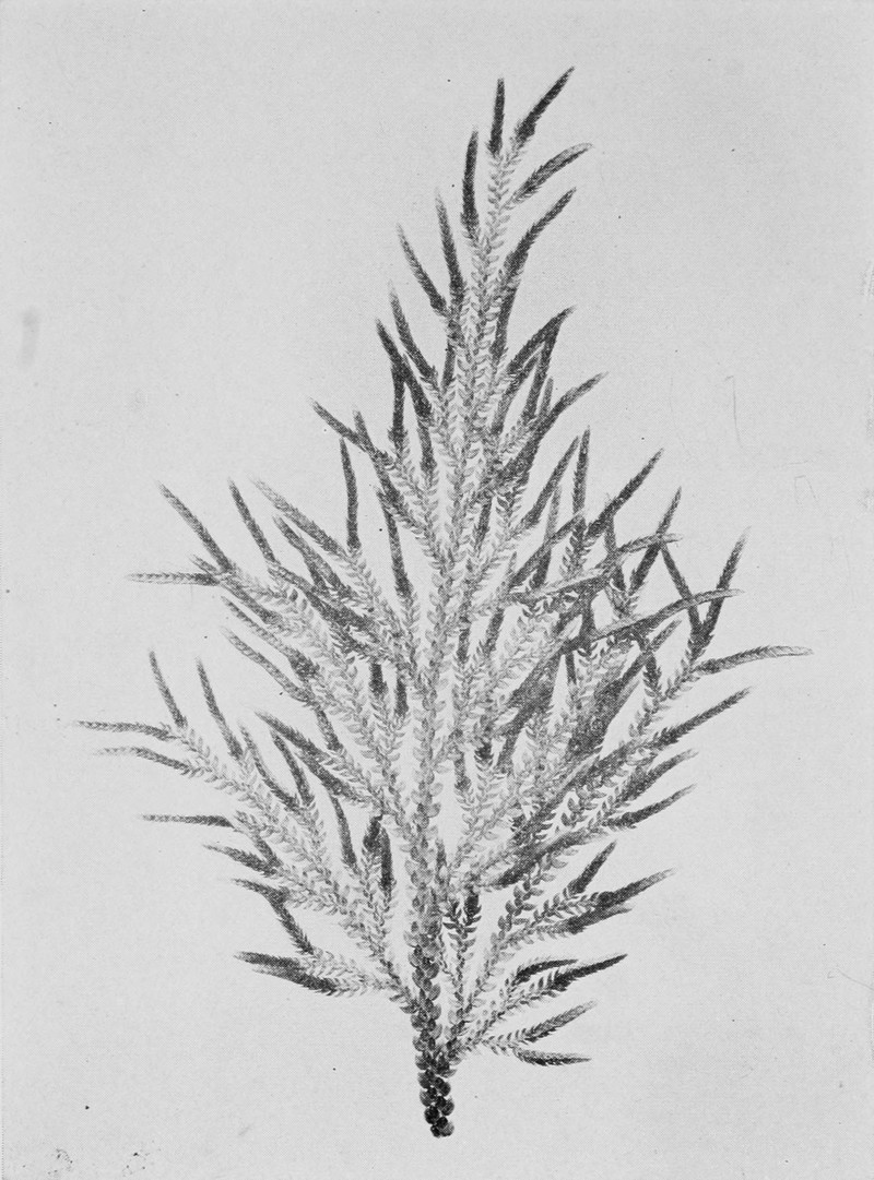 Selaginella amoena