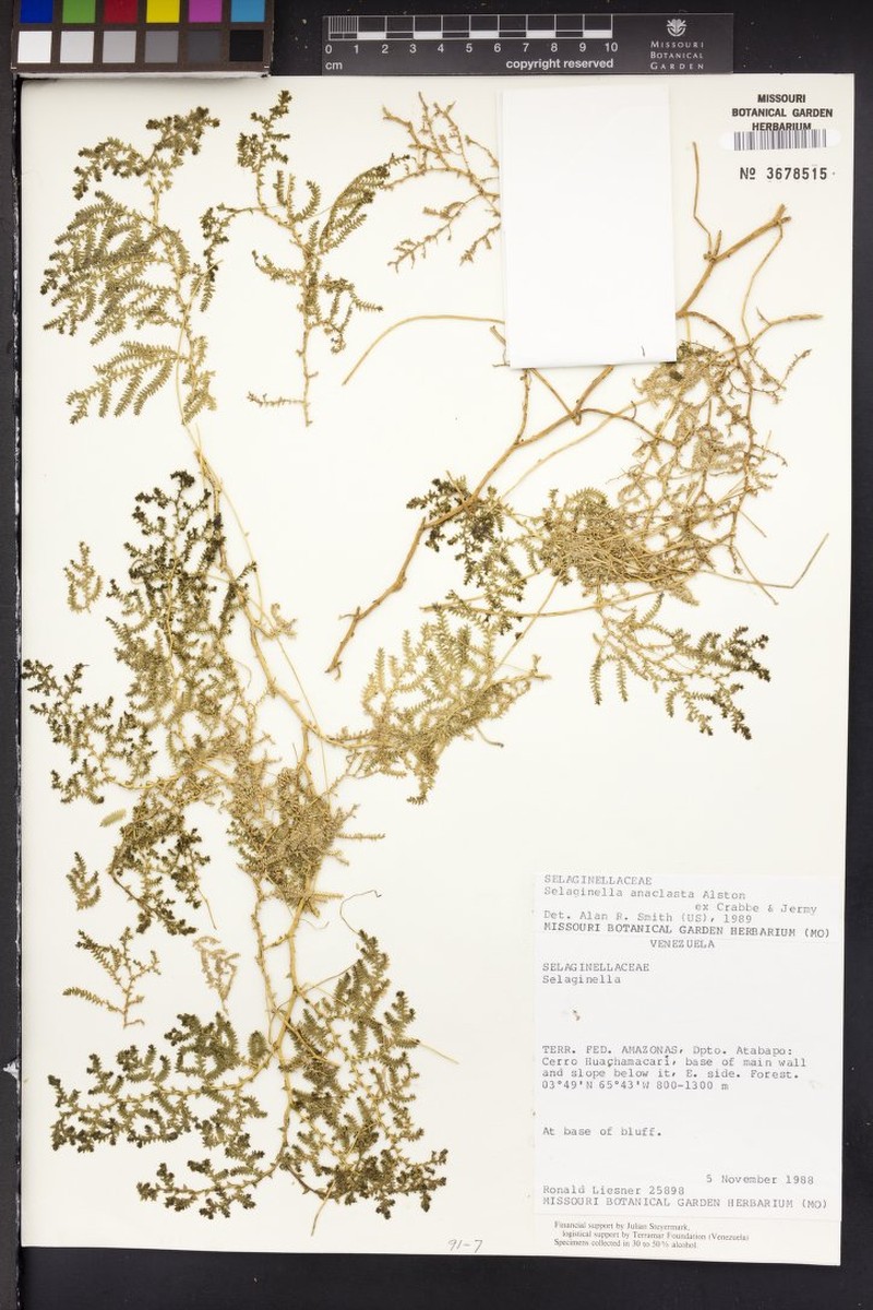 Selaginella anaclasta
