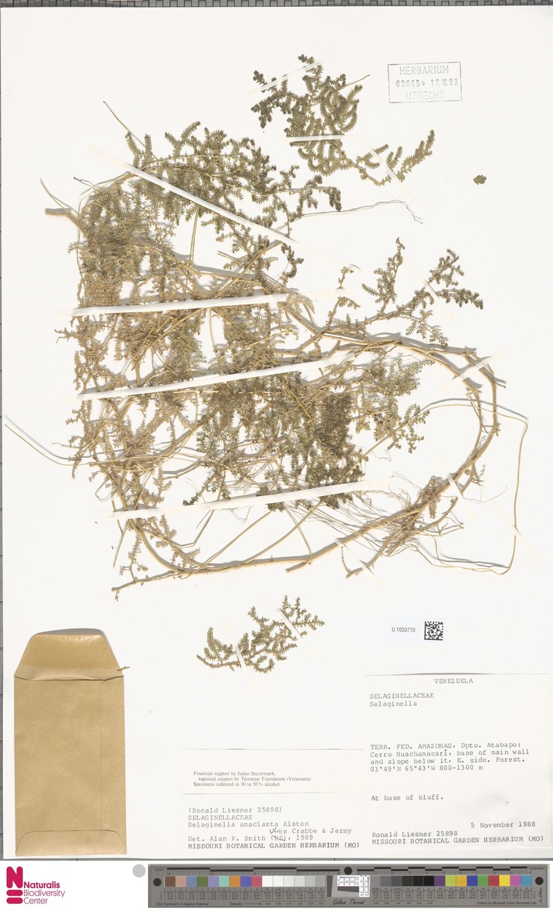 Selaginella anaclasta photo 2
