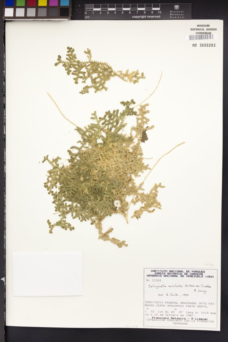 Selaginella anaclasta photo 3