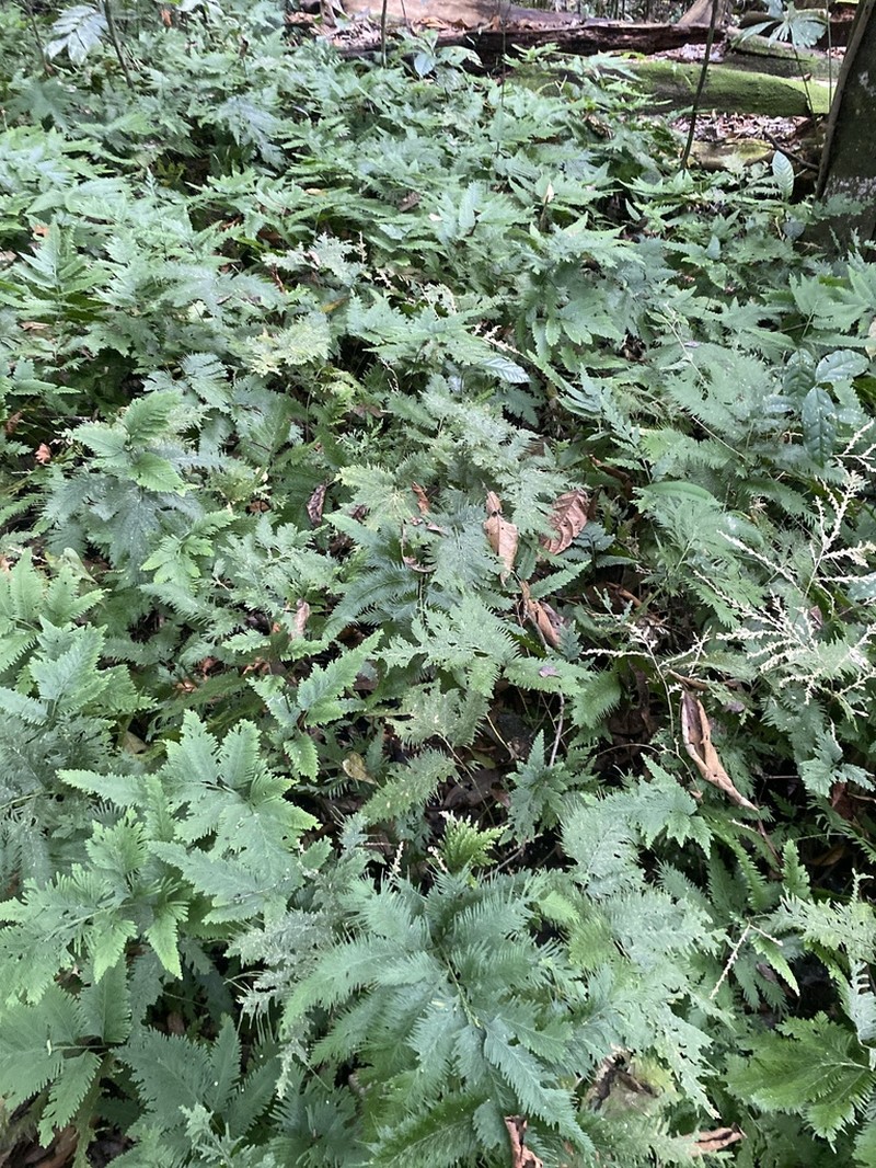 Selaginella anceps