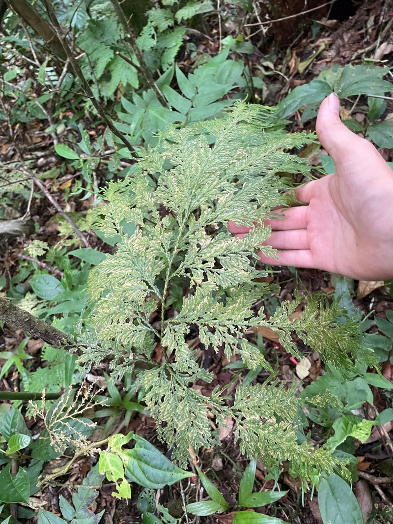 Selaginella anceps photo 2