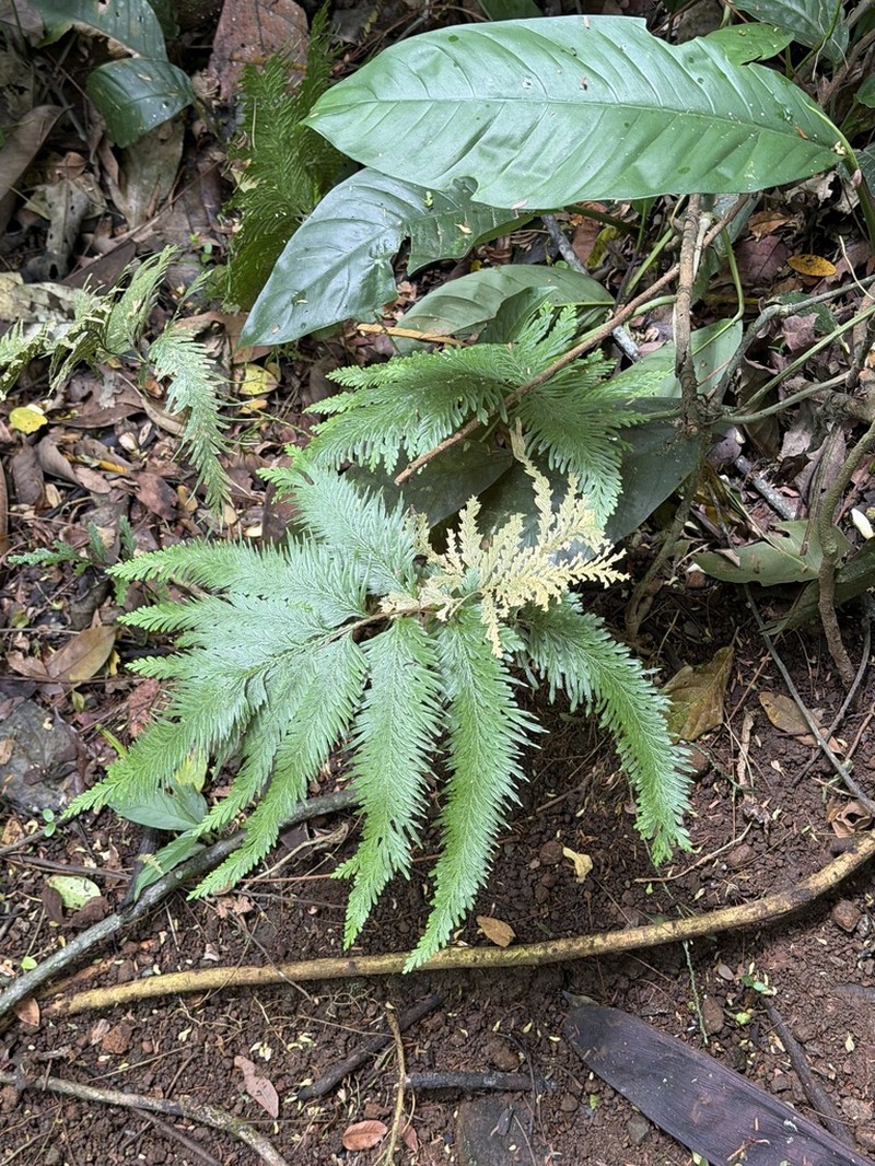 Selaginella anceps photo 3