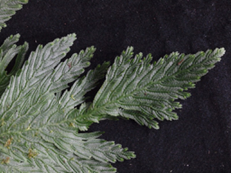 Selaginella anceps photo 4