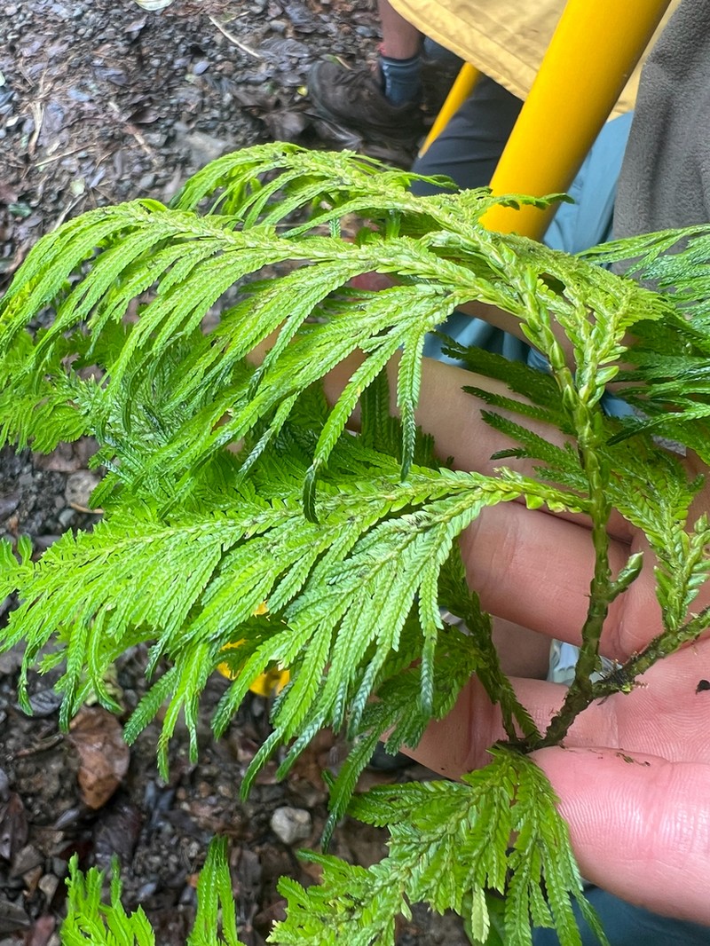 Selaginella anceps photo 5