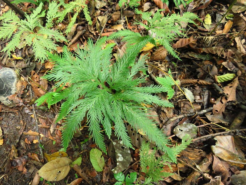 Selaginella anceps photo 6