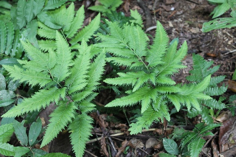 Selaginella anceps photo 7