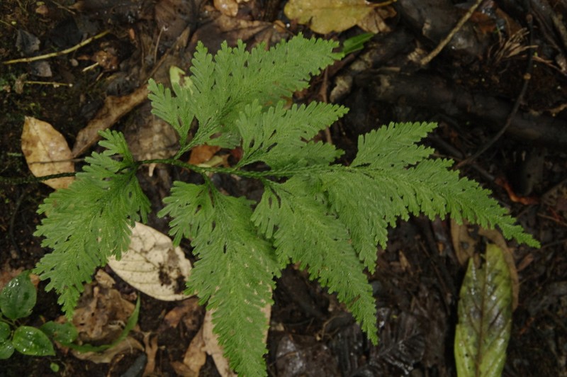 Selaginella anceps photo 8