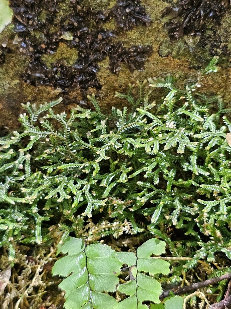 Selaginella andrewsii