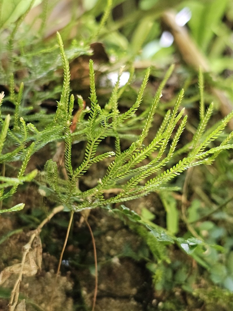 Selaginella andrewsii photo 2