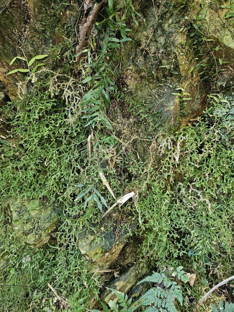 Selaginella andrewsii photo 3