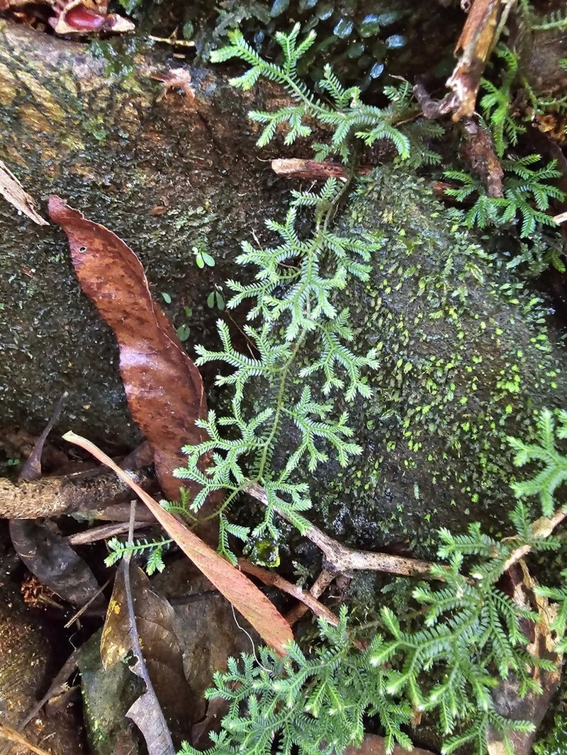 Selaginella andrewsii photo 4