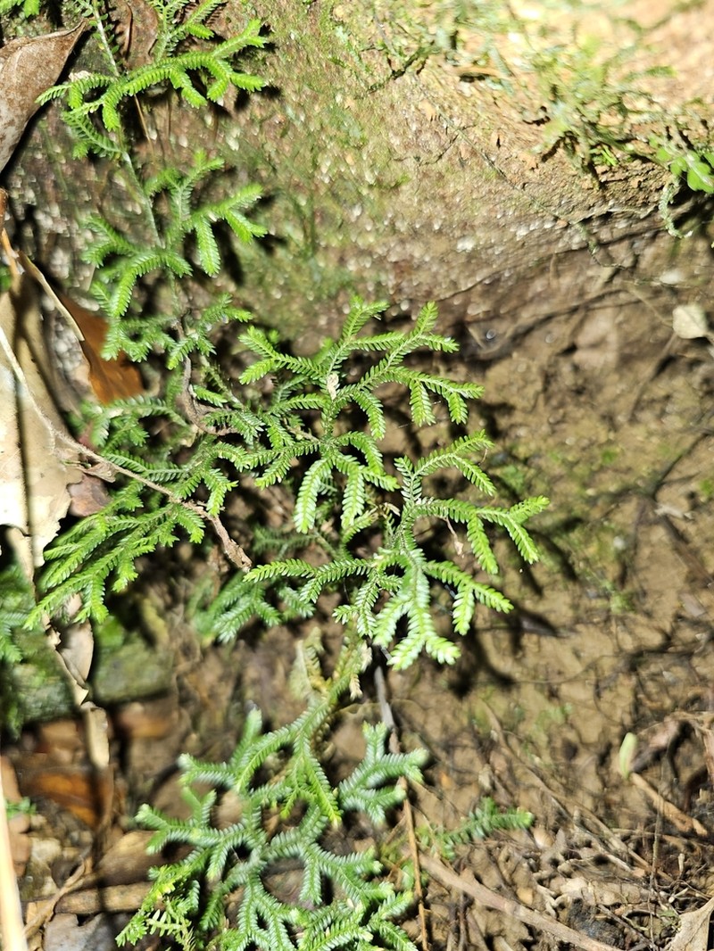 Selaginella andrewsii photo 5