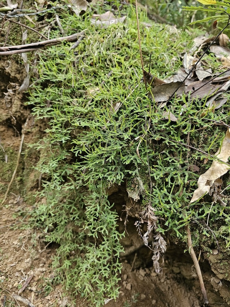 Selaginella andrewsii photo 6
