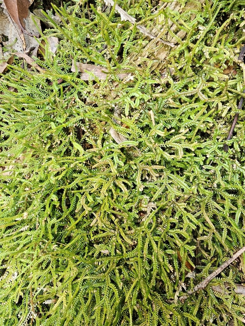 Selaginella andrewsii photo 7
