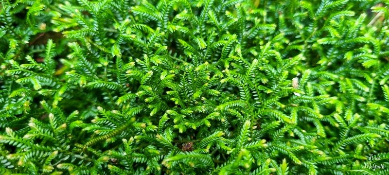 Selaginella andrewsii photo 8