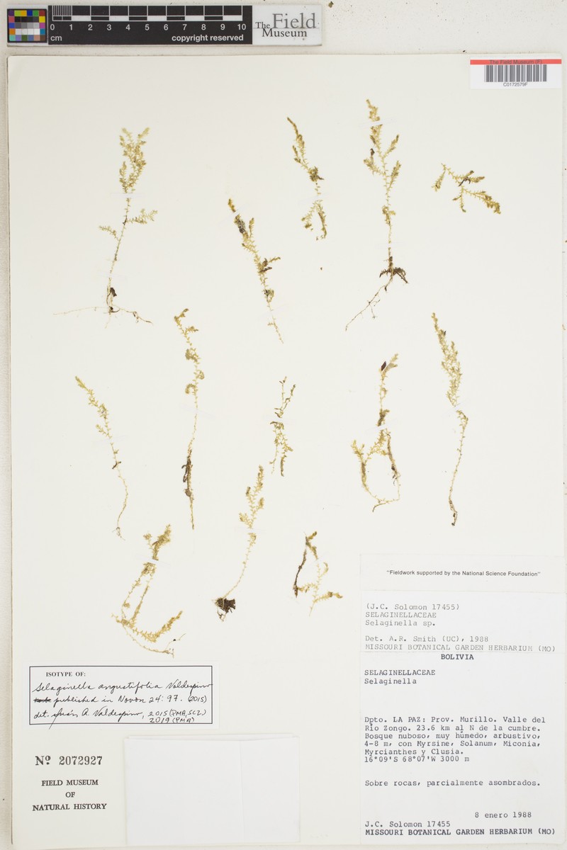 Selaginella angustifolia