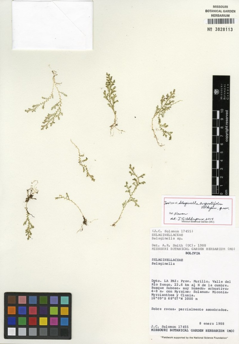 Selaginella angustifolia photo 2