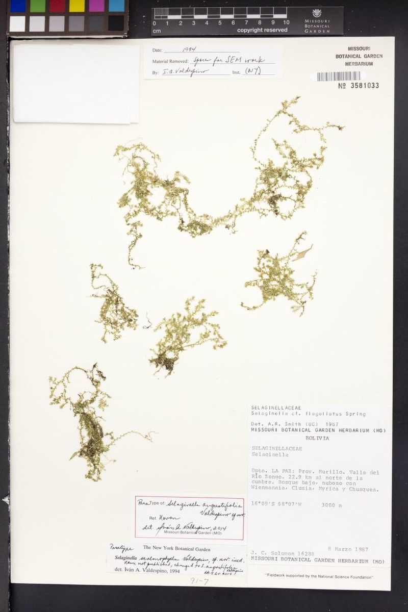 Selaginella angustifolia photo 3